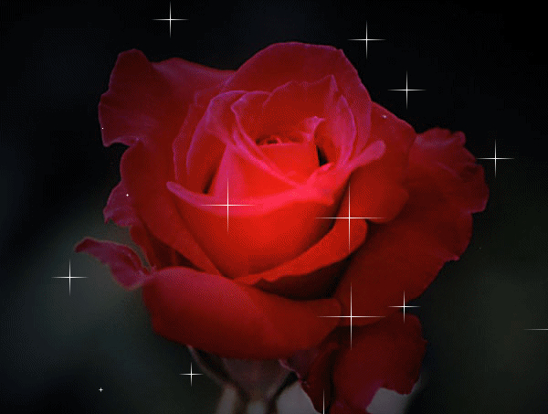 أحلى ورد متحرك وردة حمراء جميلة صور ورد وزهور Rose Flower images